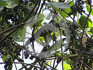 A beautiful little yellow-fronted tanager bird