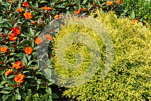 Beautiful little yellow Juniperus Lime Glow against background of orange blooming flowers