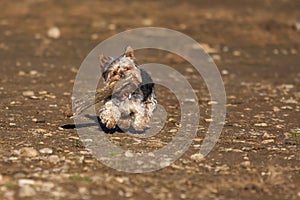 Beautiful little Yorkshire Terrier dog retrieving