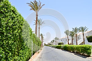 A beautiful live fence of green bushes, plants with leaves in a tropical resort with palm trees and a white building with a roof o
