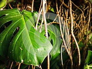 beautiful live palm tree with green leaves