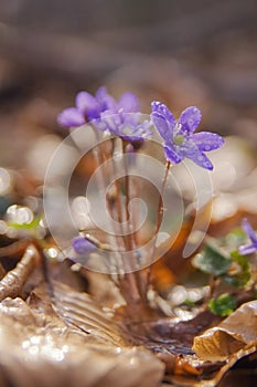 Beautiful liverworts flowers