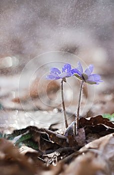 Beautiful liverworts flowers