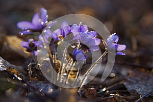 Beautiful liverworts flowers