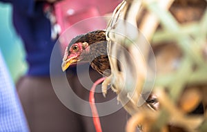 Beautiful livestock chicken rooster fowl parading its beautiful dark brown feathers