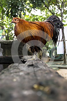Beautiful livestock chicken rooster fowl standing and parading its beautiful feathers