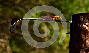 beautiful lizard ,calotes versicolor