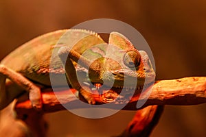 Beautiful lizard Chamaeleonidae on a branch