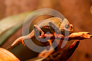 Beautiful lizard Chamaeleonidae on a branch