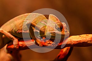 Beautiful lizard Chamaeleonidae on a branch photo