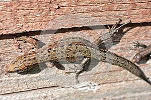 Beautiful lizard is doing sun bath.