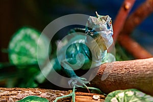 Beautiful Lizard Helmeted Basilisk, Plumed Basiliscus, Basilscus plumiphrins