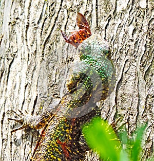 Beautiful lizard iguana eating a bug beetle
