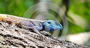 Beautiful lizard iguana on tree trunk