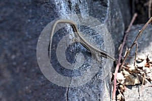 Beautiful lizard (Podarcis muralis) sitting on a stone in the mountains in KÃ¤rnten, Austria.