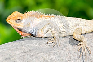 Closeup Lizard With Green Background