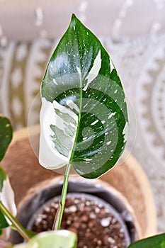 Beautiful `Philodendron White Princess houseplant with white variegation photo
