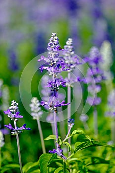 Beautiful Lobelia blue