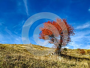 Beautiful lone red tree during autumn fall on a big green grass field for a healthy hike in nature on a clear blue sky day