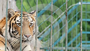 Beautiful lone tiger lying in a cage, looking through the camera to play. contact zoo.