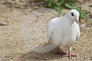 Beautiful Lone White Dove Out For a Stroll