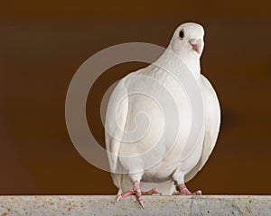 Beautiful Lone White Dove Perching