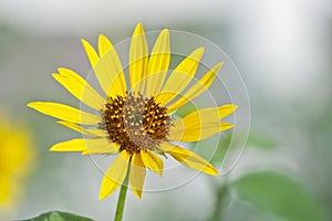 Beautiful Lone Wild Sunflower With White Background