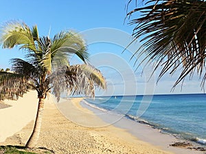 Beautiful lonely beach with palm tree and soft waves on the sea