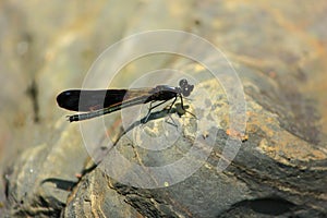 Beautiful lonely black colored damselfly sitting on rock in bright light in sajek, Bangladesh