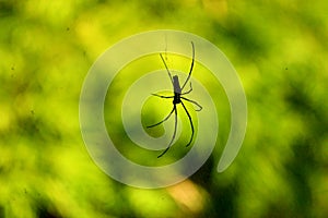 Beautiful Lonely Black Small Spider