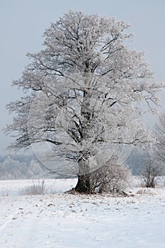 A beautiful,lonely ,frosted old willow tree in a meadow in winter. Vertical view.