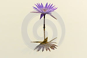 Beautiful lonely Lotus Flower and shadow in the pool.
