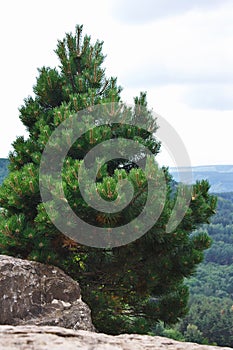 Beautiful lonely pine tree growing on rock