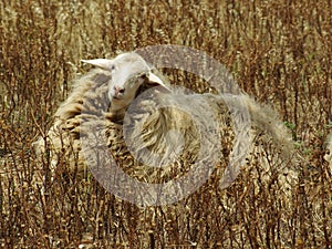 Beautiful Lonely Sheep