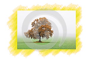 Lonely tree in autumn with yellow autumn leaves in fog against sky and green autumn grass / 1 tree of 4 trees from the c