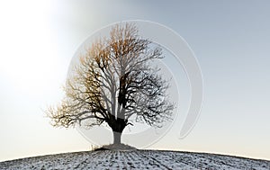 Lonely winter tree in the sunset