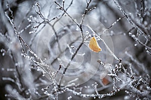 Beautiful lonely yellow leaf covered with hoarfrost. Gray branches covered with snow and hoarfrost.