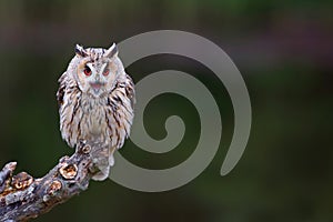 Beautiful long-eared owl Asio otus