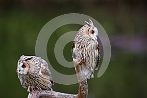 Beautiful long-eared owl Asio otus