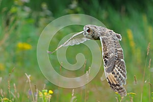 Beautiful long-eared owl Asio otus flying