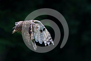 Beautiful long-eared owl Asio otus flying