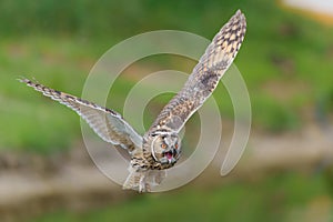 Beautiful long-eared owl flying