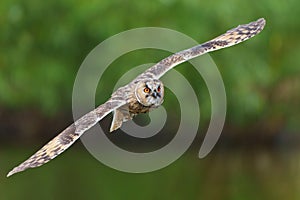 Beautiful long-eared owl flying