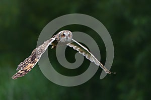 Beautiful long-eared owl flying