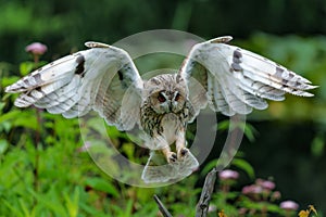 Beautiful long-eared owl flying