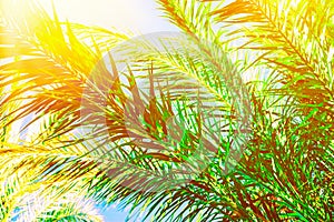 Beautiful long feathery palm tree branches in bright golden sunlight on blue sky background. Vibrant emerald green color. Tropical