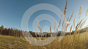 Beautiful long golden straws in late autumn morning sunshine swaying in light breeze in the arctic circle closeup