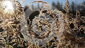 Beautiful long golden straws in late autumn morning sunshine swaying in light breeze in the arctic circle closeup