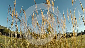 Beautiful long golden straws in late autumn morning sunshine swaying in light breeze in the arctic circle closeup