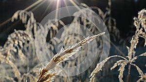 Beautiful long golden straws in late autumn morning sunshine swaying in light breeze in the arctic circle closeup